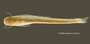 Auchenipterus brevior FMNH 53249 holo d